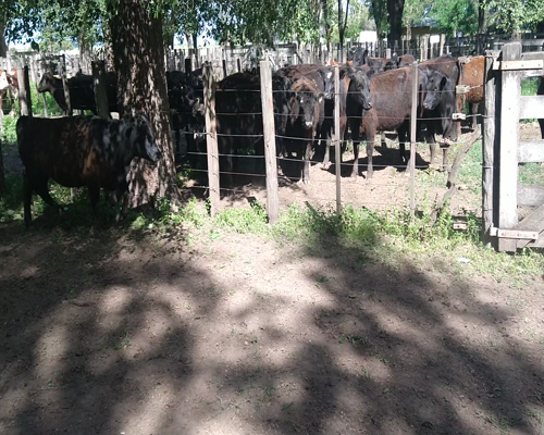 Lote 37 Vaquillonas en Gral. Lamadrid, Buenos Aires