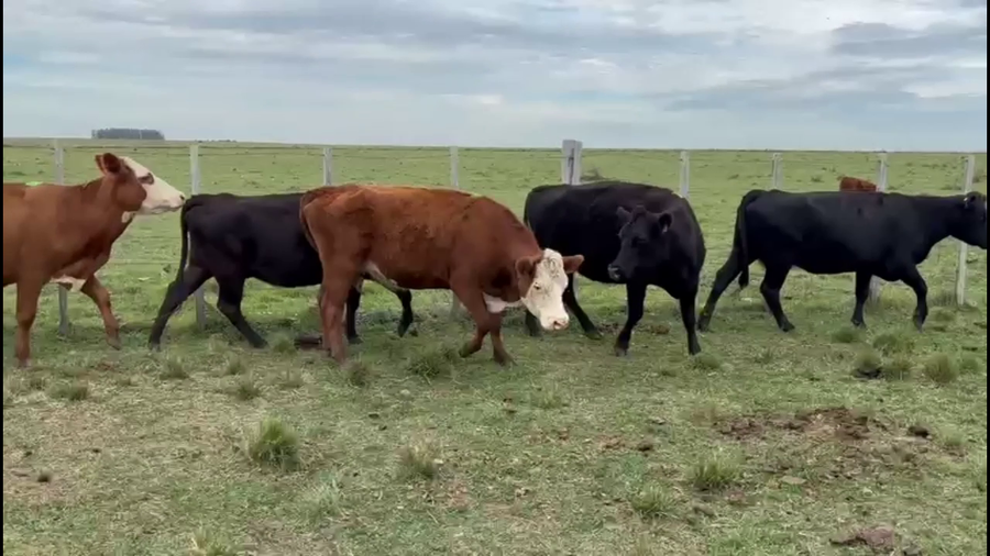 Lote VACAS PREÑADAS