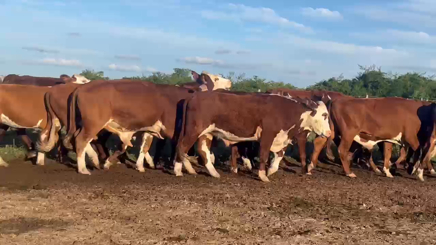 Lote 80 Novillos en Corrientes, Bella Vista