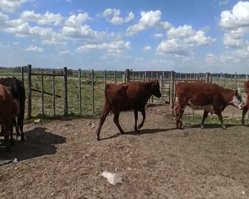 Lote Vacas