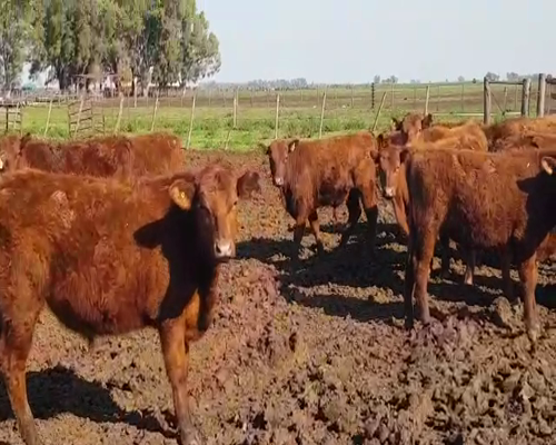 Lote 32 TERNS. MACHOS, T. LAUQUEN, PCIA. DE BS. AS.