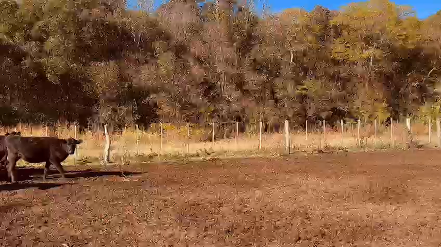 Lote 200 Vaquillonas C/ gtia de preñez en Buenos Aires, Bolívar