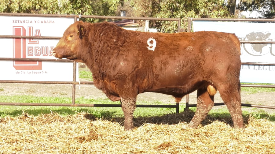 Lote TOROS ANGUS COLORADOS PC