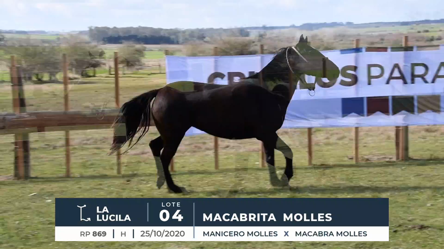 Lote MACABRITA MOLLES
