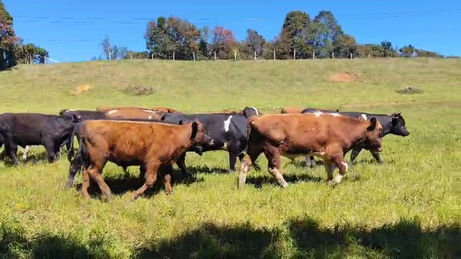 Lote 22 Ternero en Ancud, X Región Los Lagos