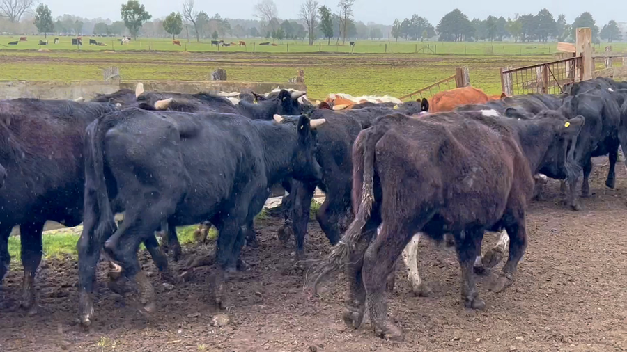 Lote 50 Novillo Engorda en Purranque, X Región Los Lagos