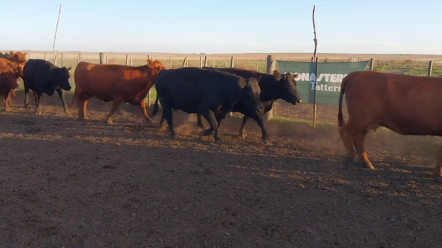 Lote 45 Vacas Nuevas PÑ en Huanguelen