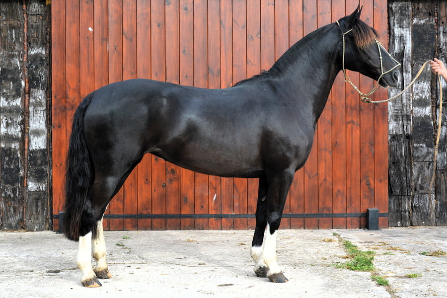 Lote TRAICO LA NOCHE