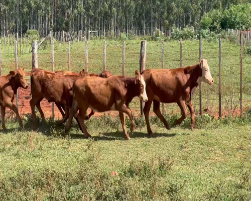 Lote 45 Terneras en Virasoro, Corrientes