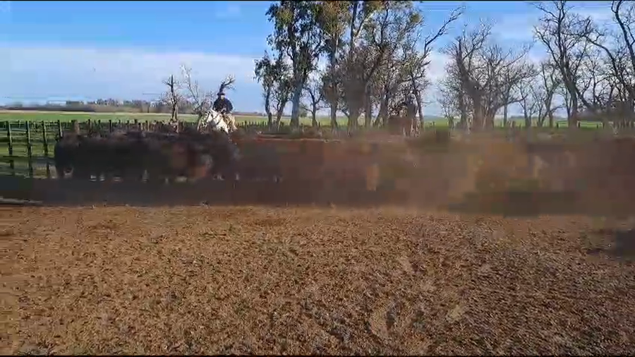 Lote 160 Vaquillonas en Arrecifes, Buenos Aires