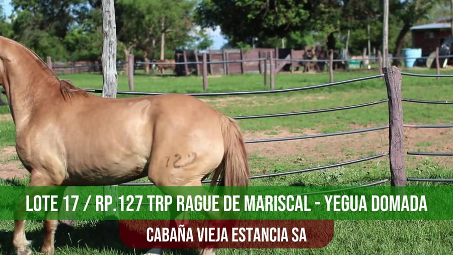 Lote TRP RAGUE DE MARISCAL