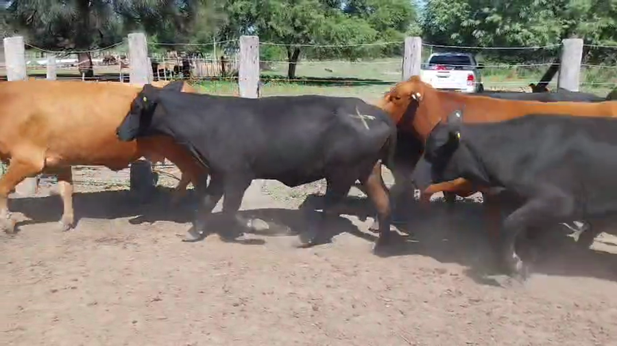 Lote 35 Vacas nuevas Preñadas en Chaco, Machagai