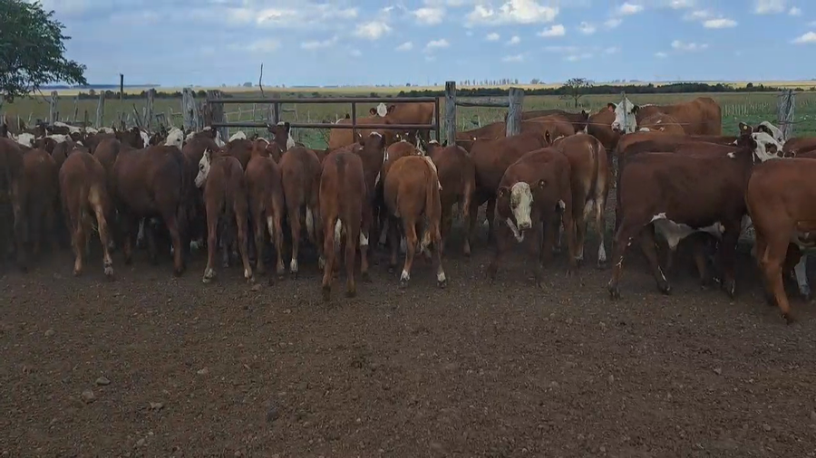 Lote 74 Terneros