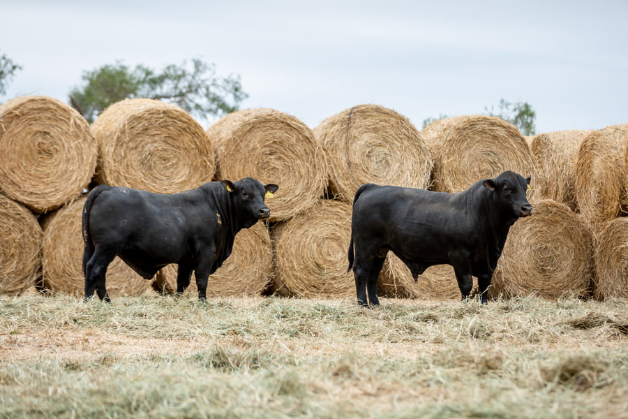 Lote Reproductores Altohondo - Lote 60