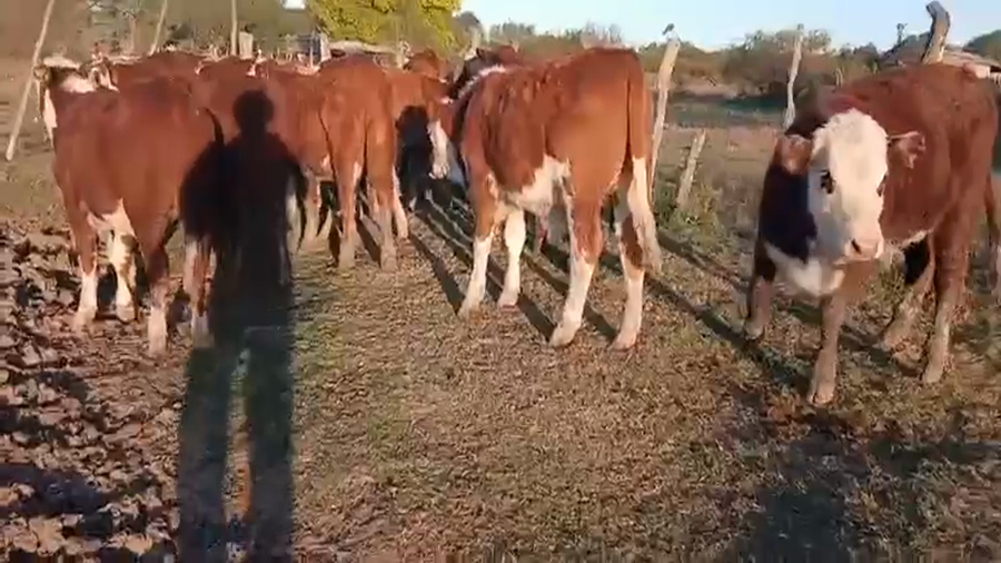Lote 21 Novillitos en Corrientes, Curuzú-Cuatiá