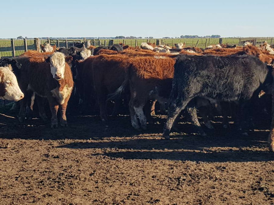 Lote 65 Terneros en Benito Juárez, Buenos Aires