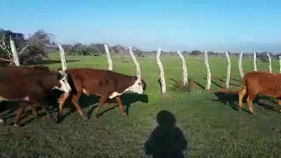 Lote 450 Terneros/as en Corrientes, Curuzú-Cuatiá