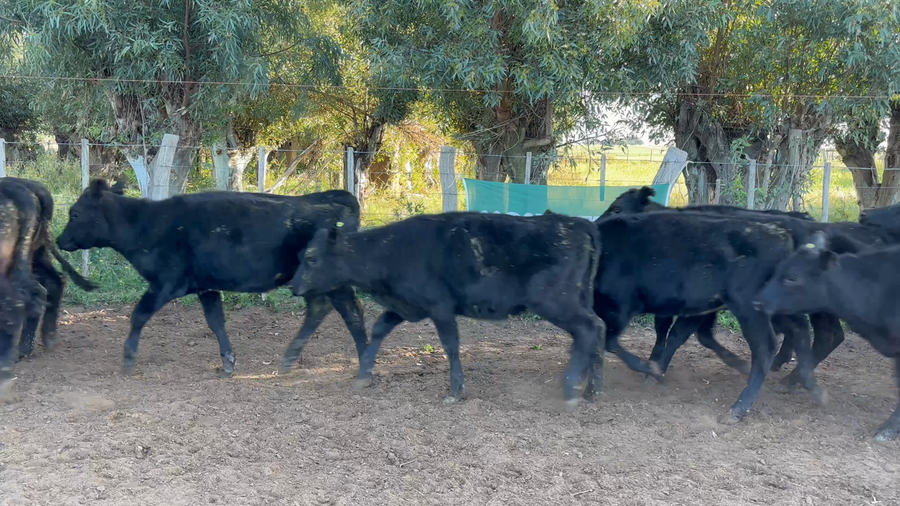 Lote 35 Terneras en La Pampa, Gral. Manuel Campos