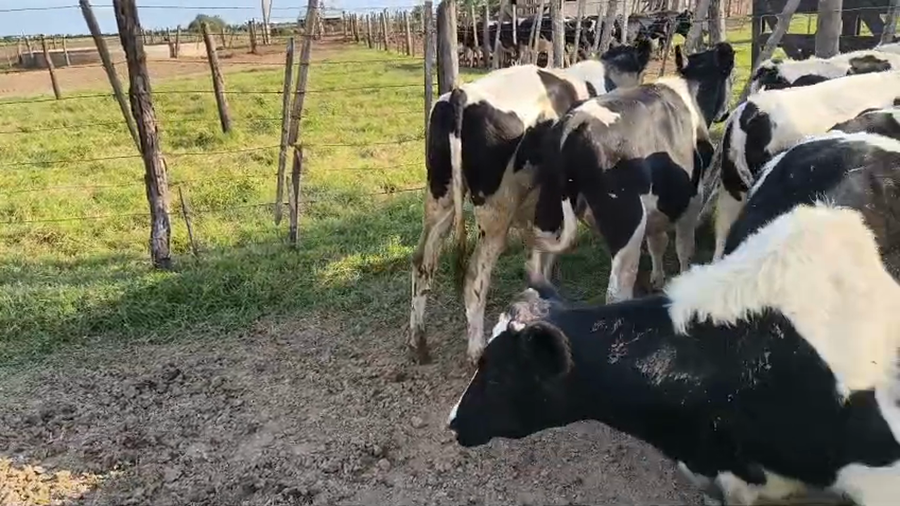 Lote 20 Novillitos Holando Argentino en Morteros, Córdoba