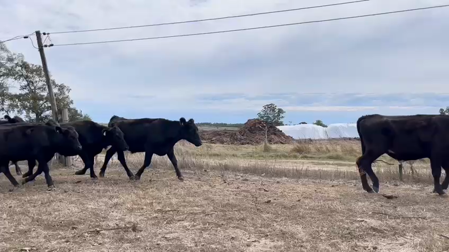 Lote NOVILLOS 1 a 2 AÑOS