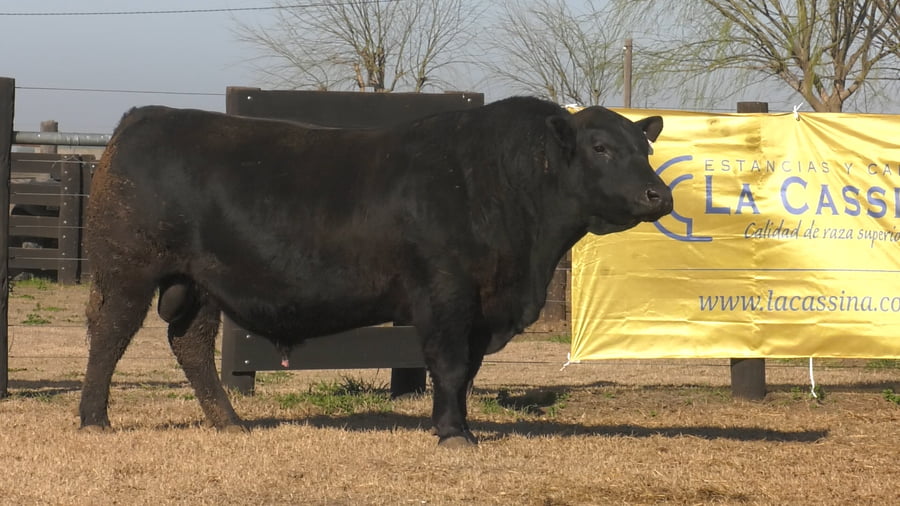 Lote TORO  ANGUS  PURO  DE  PEDIGREE