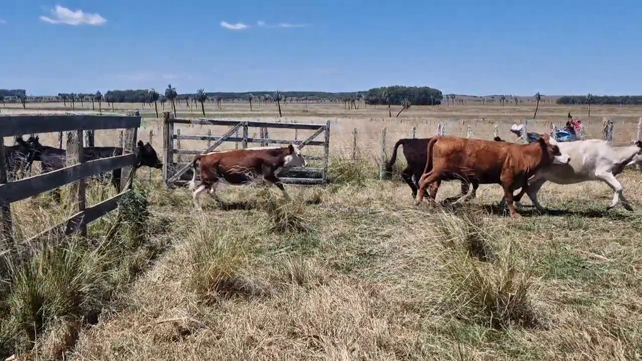 Lote Vaquillonas 1a2