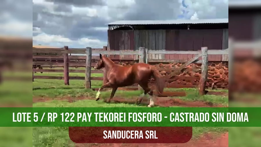 Lote PAY TEKOREI FOSFORO