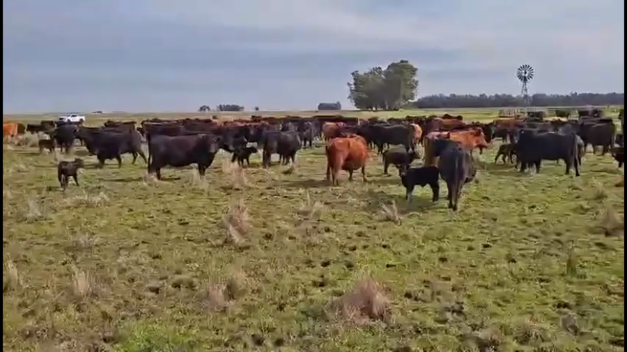 Lote 70 Terneros a término