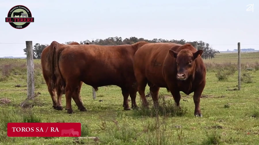 Lote TOROS SA
