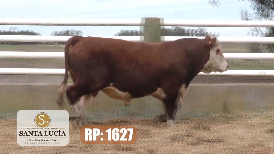 Lote Hereford