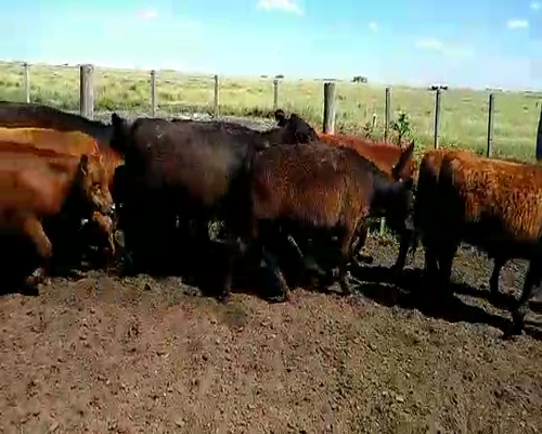 Lote 14 Terneros/as en Laprida, Buenos Aires