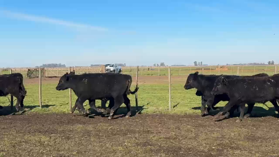Lote 60 Terneros