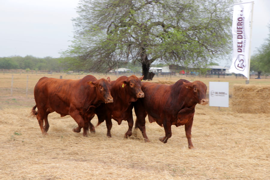 Lote TOROS