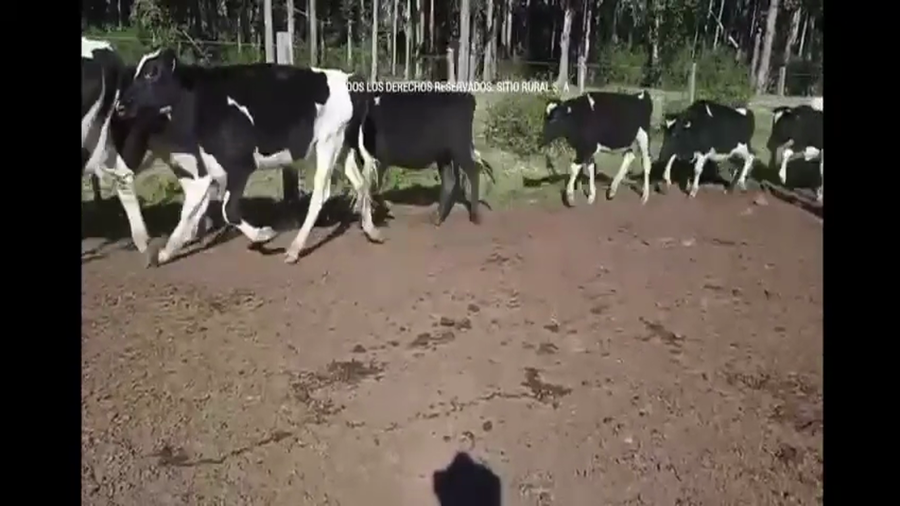 Lote 52 Novillos a remate en Pantalla Camy, San José