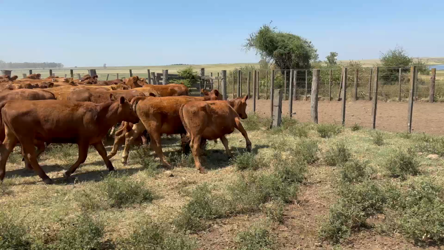Lote 54 Novillos 1 a 2 años en Tomas Gomenzoro, Artigas