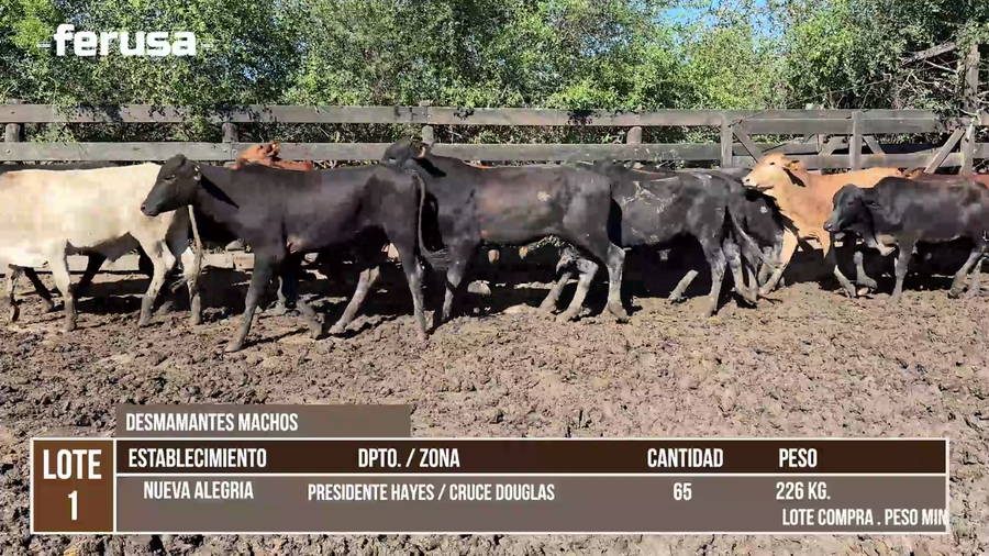 Lote LOTE 1