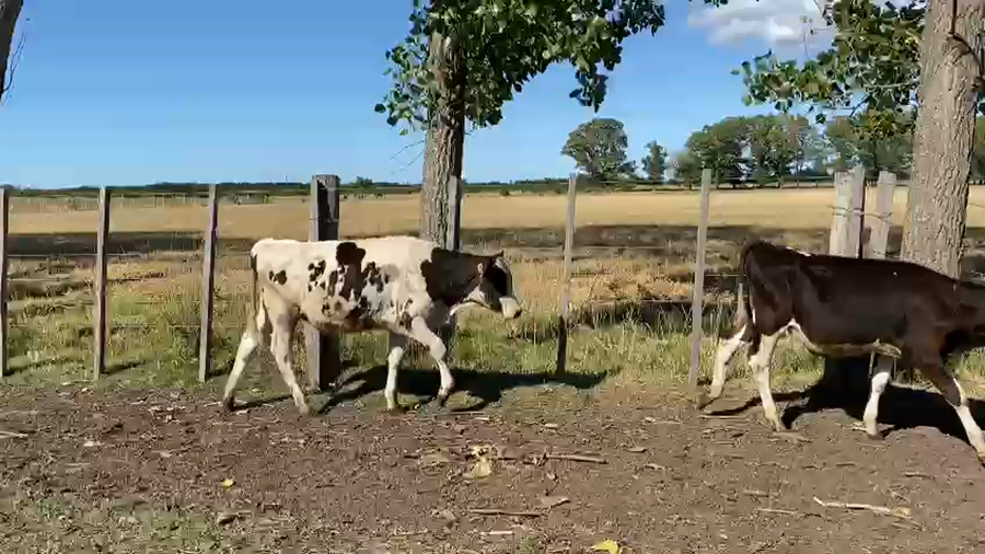 Lote 25 Terneros Holando