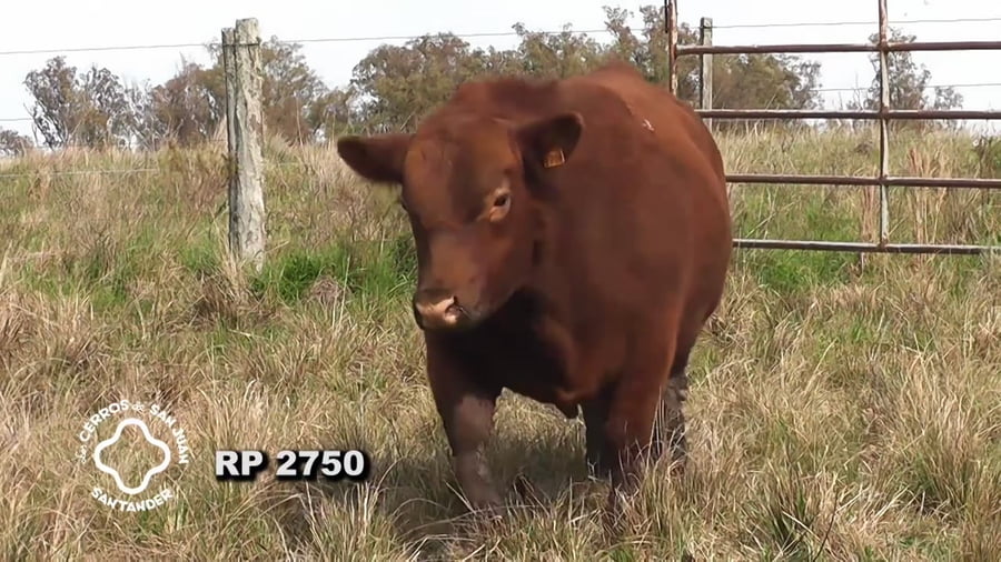 Lote Toro Red Angus SA de 3 años