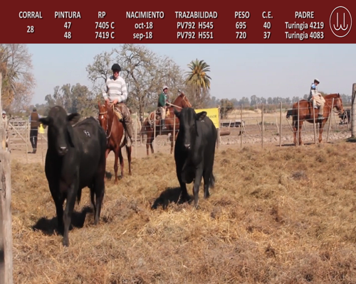 Lote TOROS BRANGUS DE CABAÑA LA TURINGIA