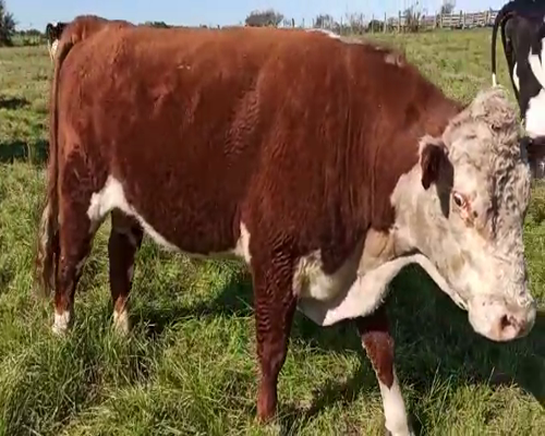 Lote Toros HEREFORD a remate en Pantalla Aniversario 650kg - , San José