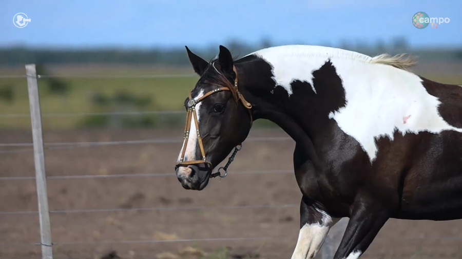 Lote LA ROSADA MANCHA NEGRA