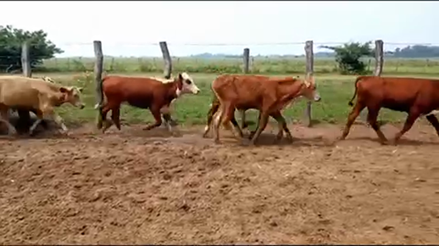 Lote 30 Terneros/as en Esquina, Corrientes