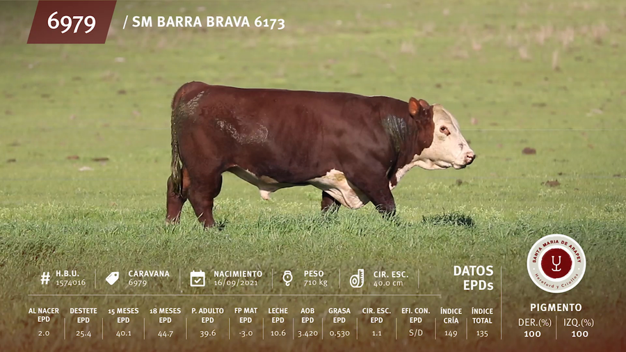 Lote Toros a remate en Remate anual Ñu Porá 2023, Paysandú