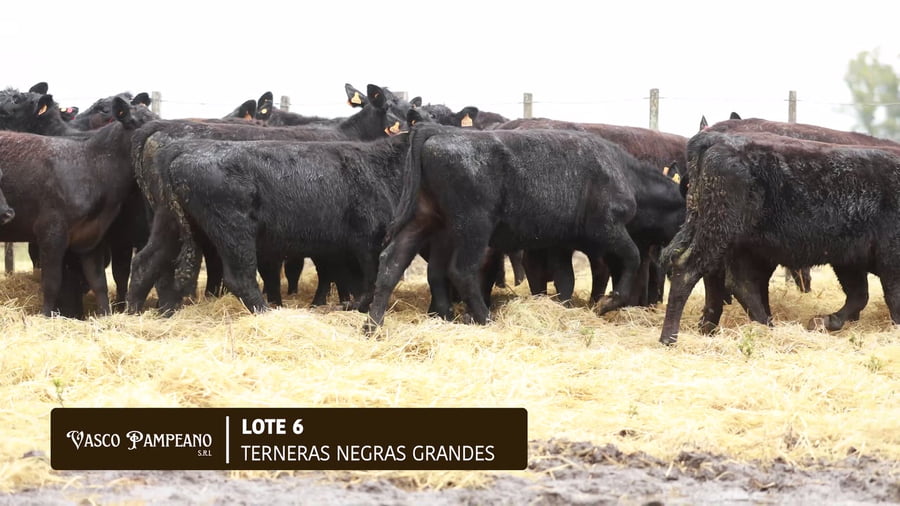 Lote 18 TERNERAS NEGRAS GRANDES