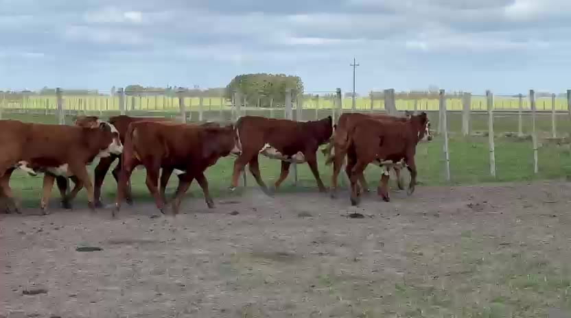 Lote Terneras
