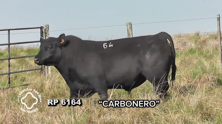 Lote Toro Aberdeen Angus SA de 3 años