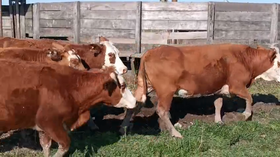 Lote 127 Vacas nuevas preñadas en Corrientes, Paso de Los Libres