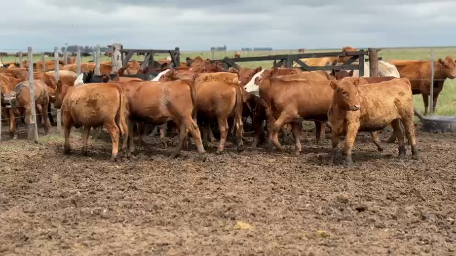 Lote 26 Novillitos y vaquillonas en Laboulaye, Córdoba