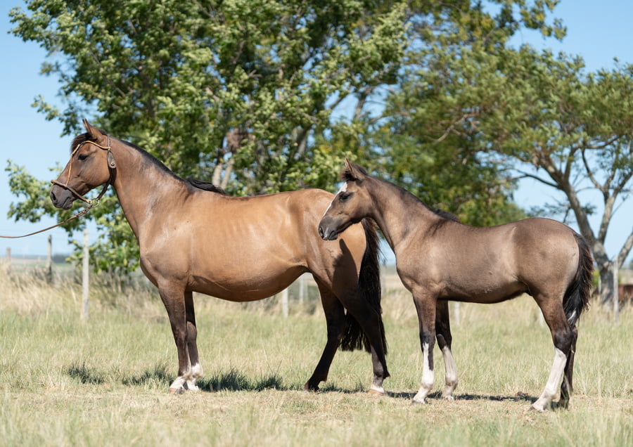 Lote Averías Rumorosa II