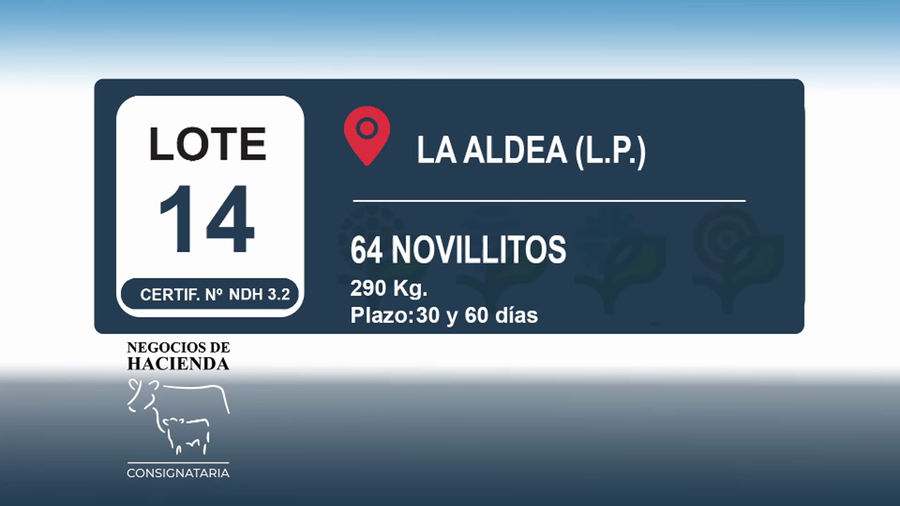 Lote 60 Novillitos en La Pampa, La Adela
